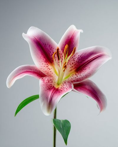 Pink Lily Botanical Poster. poster print