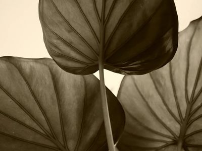 Botanical Leaves