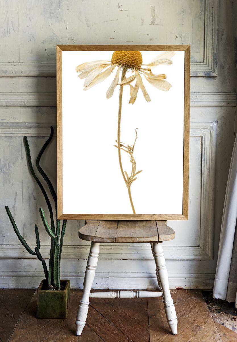 Dried Flower — Botanical Print room preview