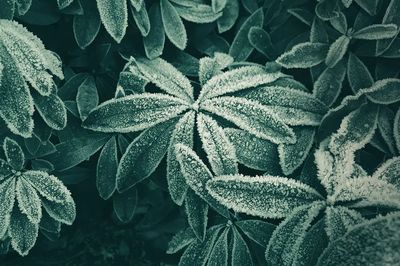 Frosted Leaves — Botanical Print. poster