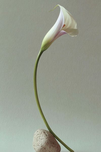 Elegant Calla Lily — Minimalist Print. poster print