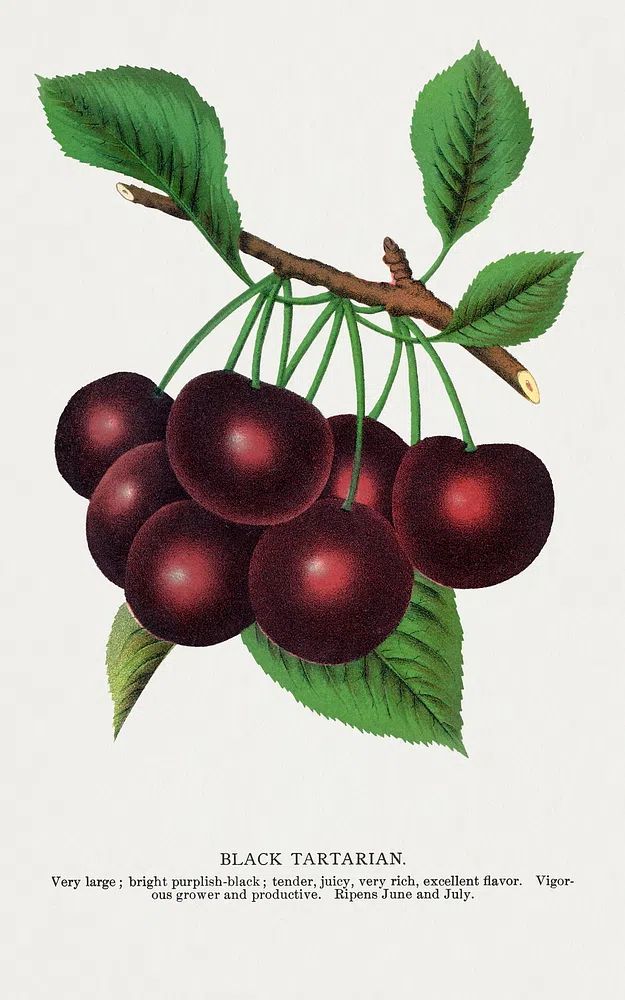 Black Tartarian Cherries — Botanical Print. poster detail