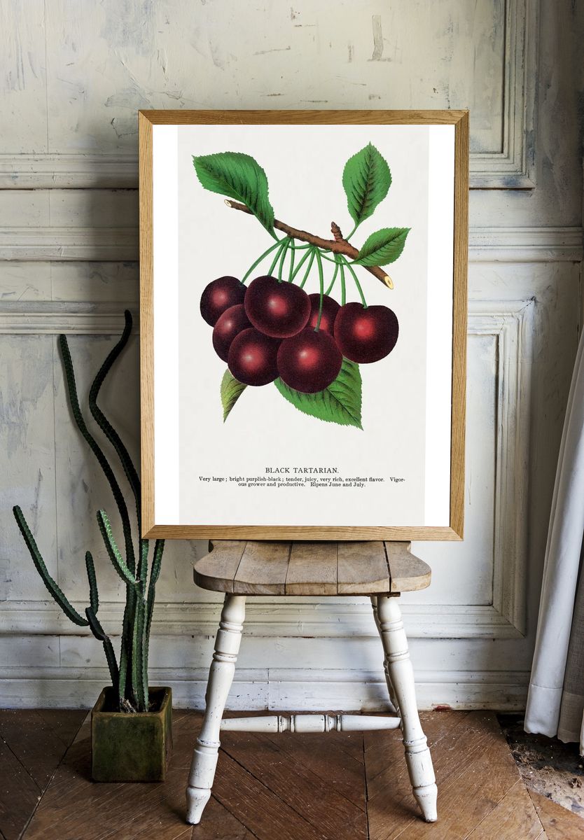 Black Tartarian Cherries — Botanical Print room preview
