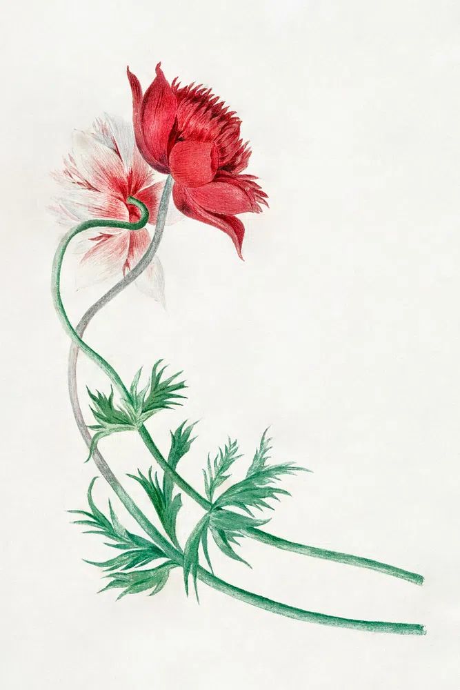 Red and White Flower Botanical Poster. poster detail