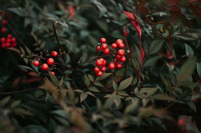 Red Berries in Green Leaves