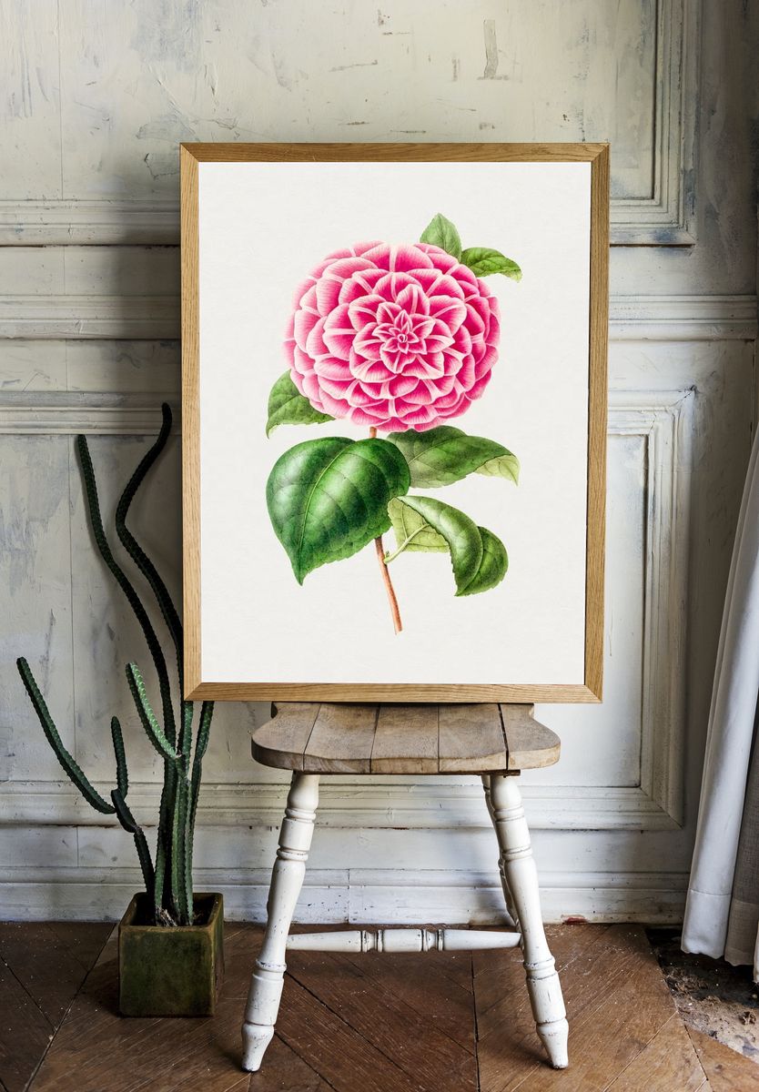 Pink Dahlia Botanical Print room preview