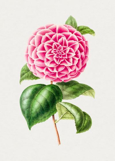 Pink Dahlia Botanical Print. poster print