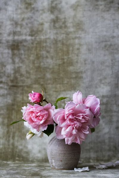 Pink Roses in Vase — Botanical Print. poster print
