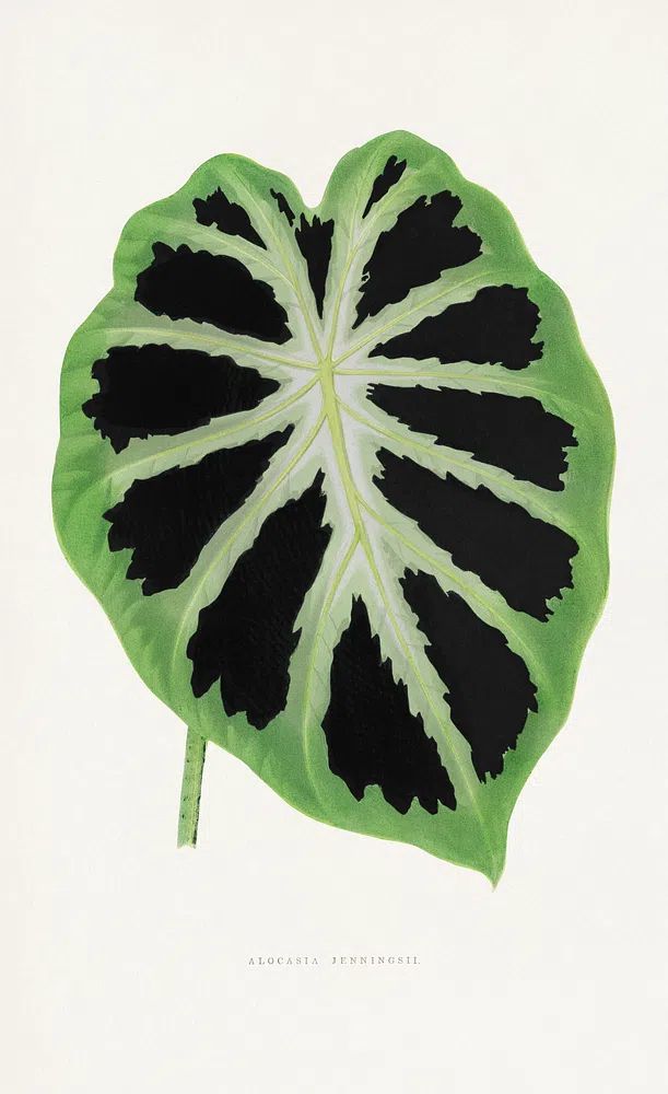 Alocasia Jenningsii — Botanical Print. poster detail