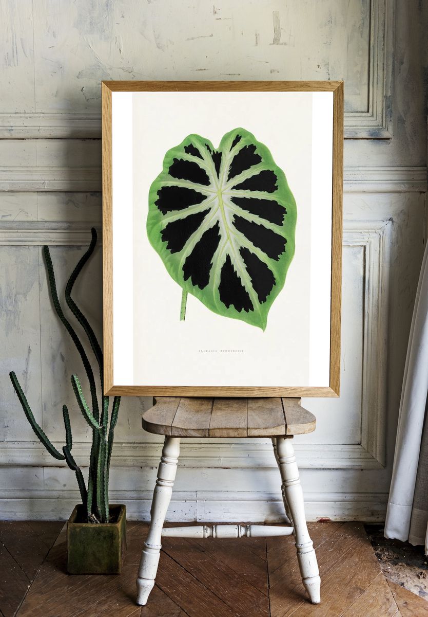 Alocasia Jenningsii — Botanical Print room preview