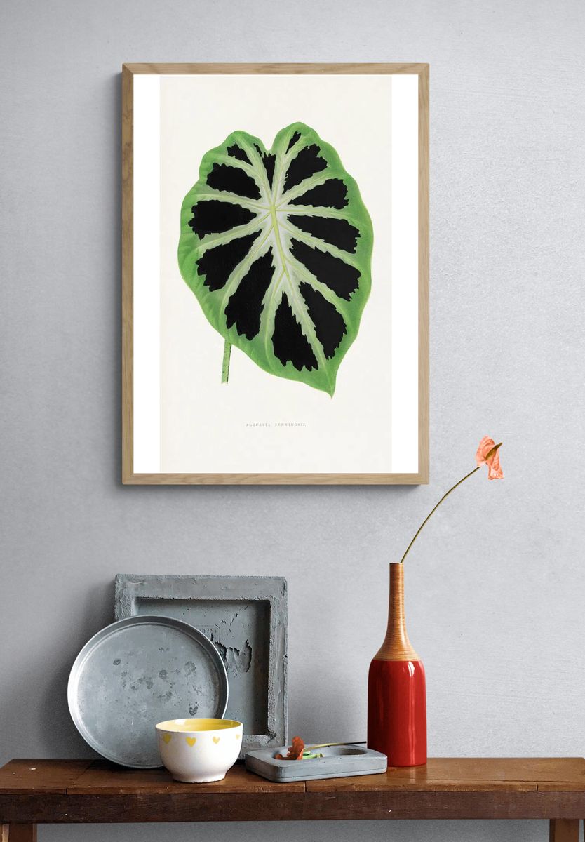 Alocasia Jenningsii — Botanical Print. — room view 3