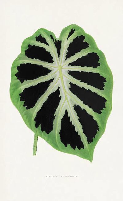 Alocasia Jenningsii — Botanical Print. poster print
