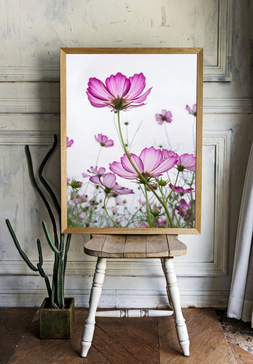 Pink Cosmos Flowers — Botanical Print room preview
