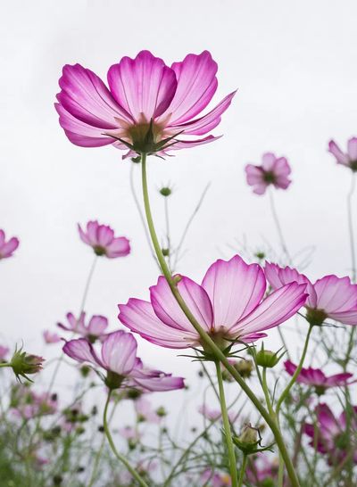Pink Cosmos Flowers — Botanical Print. poster print