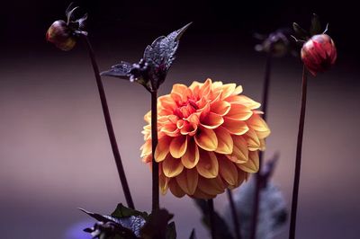 Vibrant Dahlia Flower Poster. poster