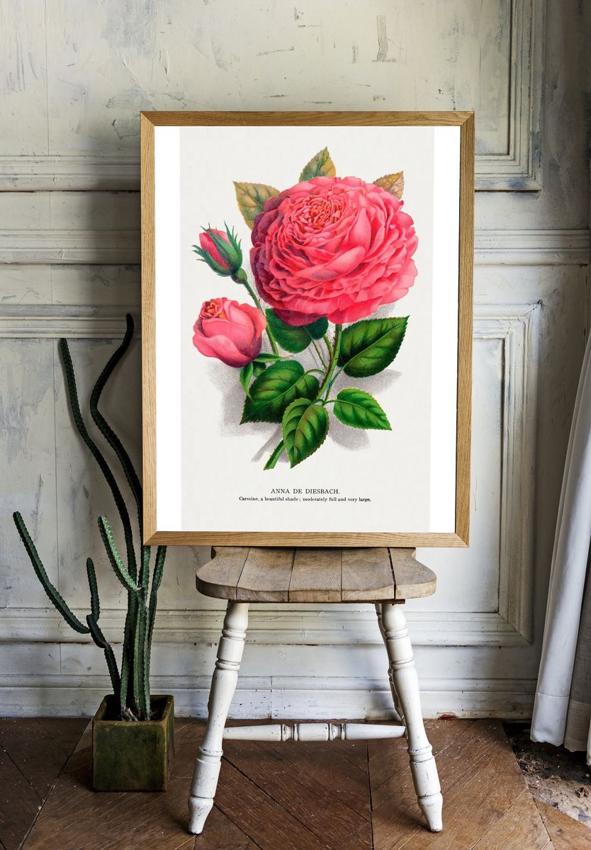 Anna de Diesbach Rose — Botanical Print room preview