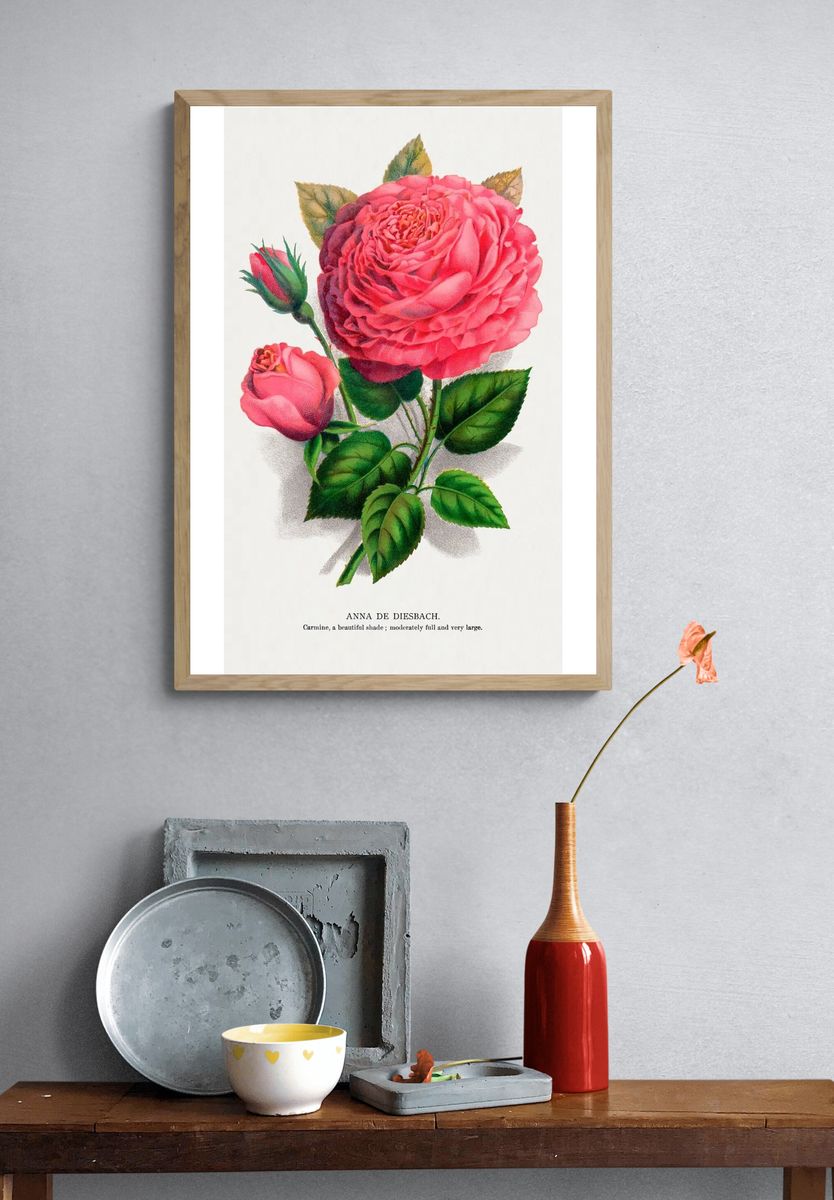 Anna de Diesbach Rose — Botanical Print. — room view 3