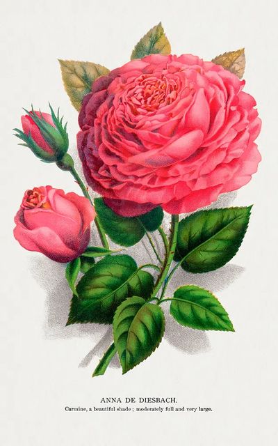 Anna de Diesbach Rose — Botanical Print. poster print