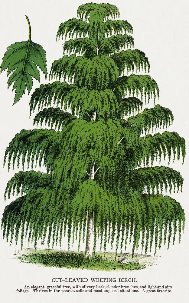 Cut-Leaved Weeping Birch — Botanical Print. poster detail