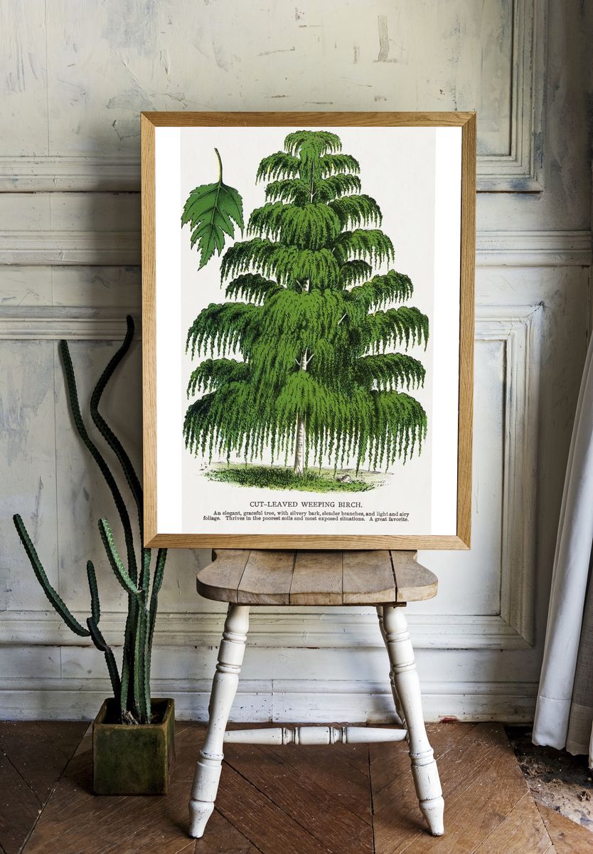 Cut-Leaved Weeping Birch — Botanical Print room preview