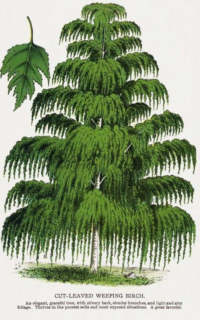 Cut-Leaved Weeping Birch — Botanical Print. poster print