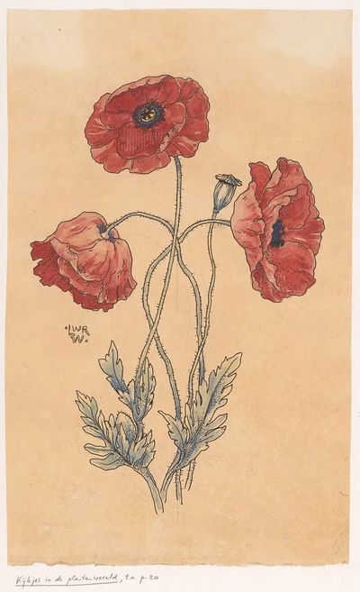 Red Poppy Botanical Illustration Poster. poster