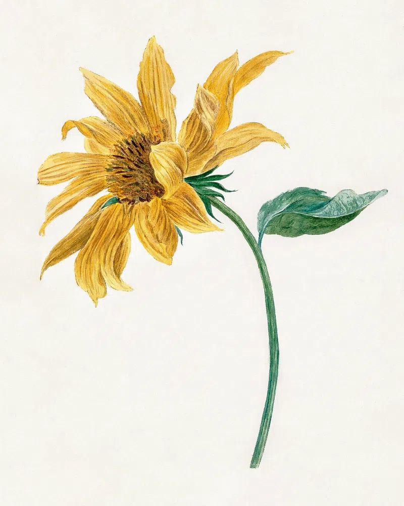 Sunflower Botanical Print. poster — botanical art