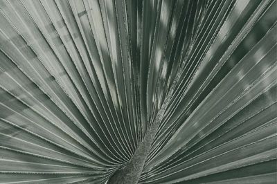 Tropical Leaf Texture — Botanical Print. poster