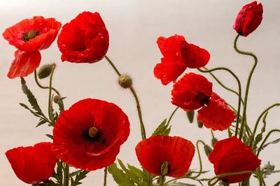 Red Poppy Flowers — Botanical Print. poster print