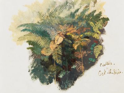 Fern Study — Botanical Print. poster print