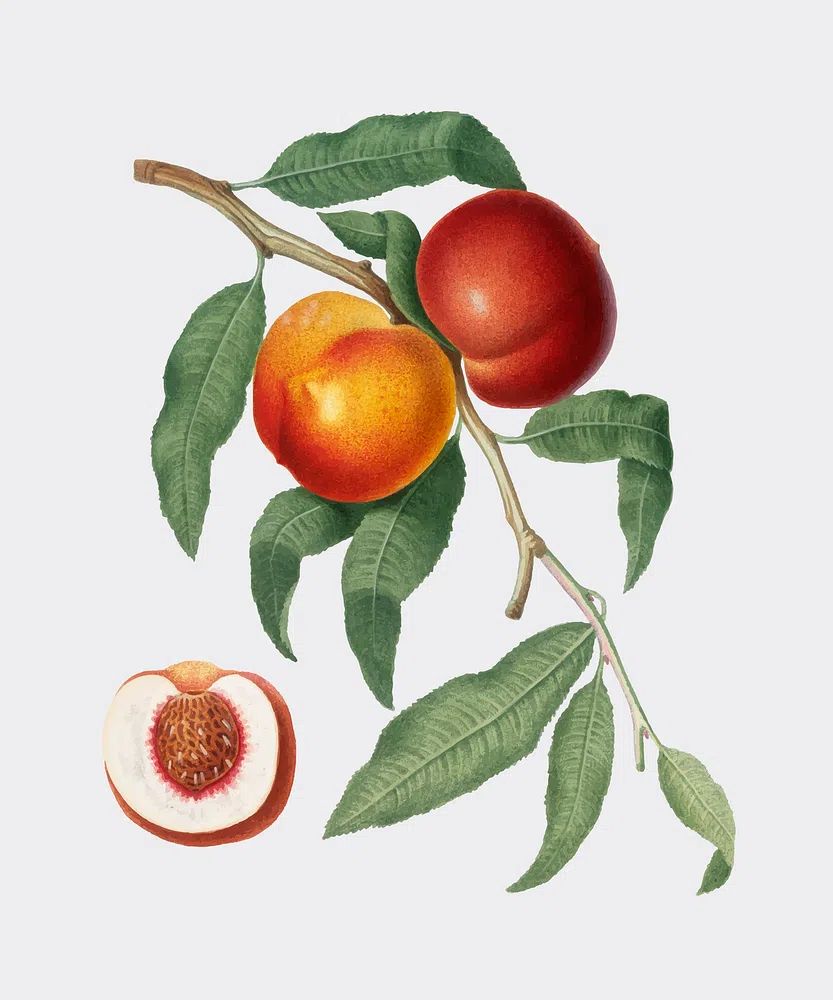 Peach Branch — Botanical Print. poster detail