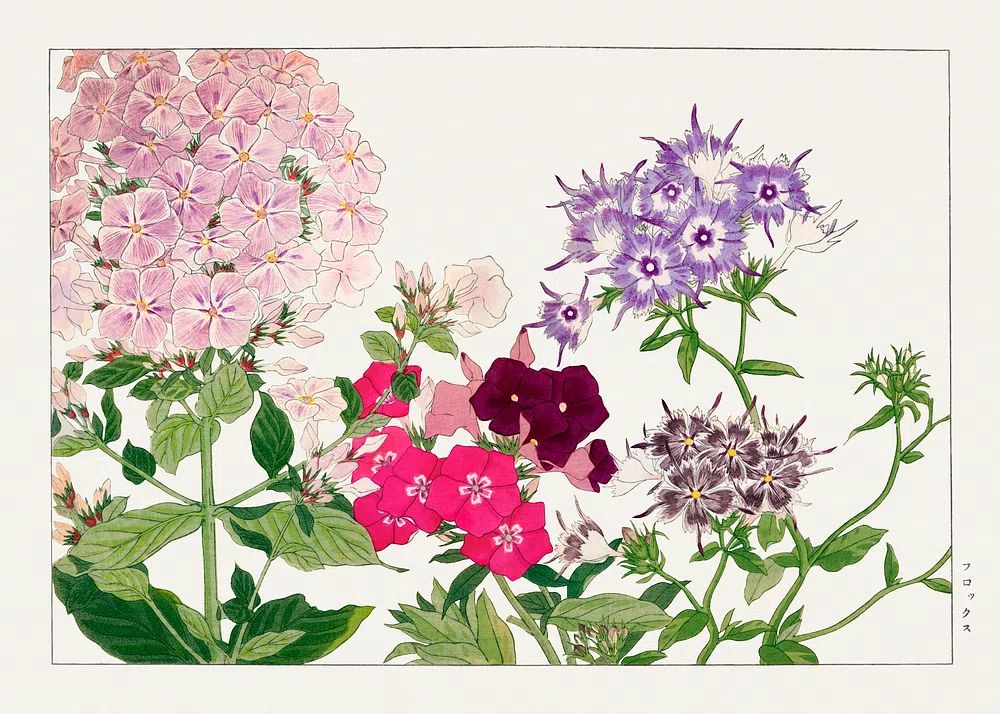 Floral Botanical Print. poster — botanical art