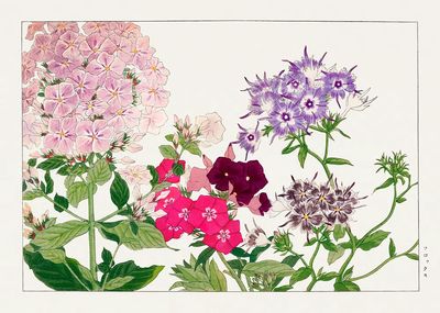 Floral Botanical Print. poster