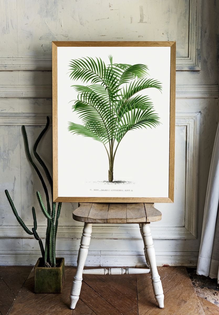 Calamus Asperrimus Botanical Print. — room view 1