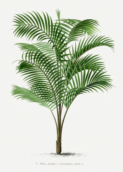Calamus Asperrimus Botanical Print. poster