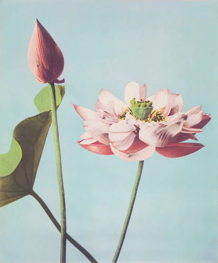 Lotus Flower — Botanical Print. poster — botanical art