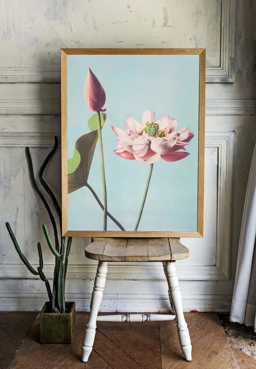 Lotus Flower — Botanical Print room preview