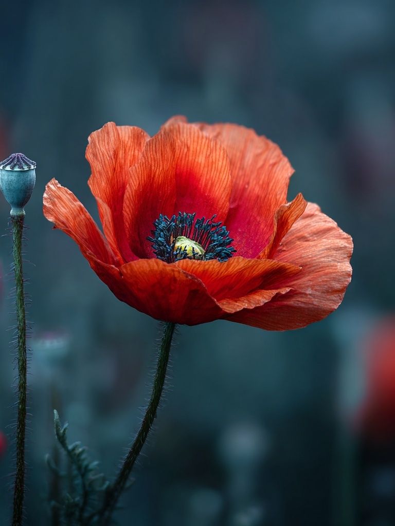 Vibrant Red Poppy — Botanical Print. poster detail