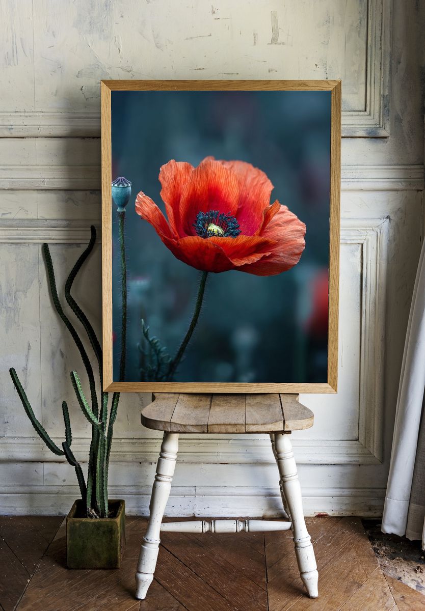 Vibrant Red Poppy — Botanical Print room preview