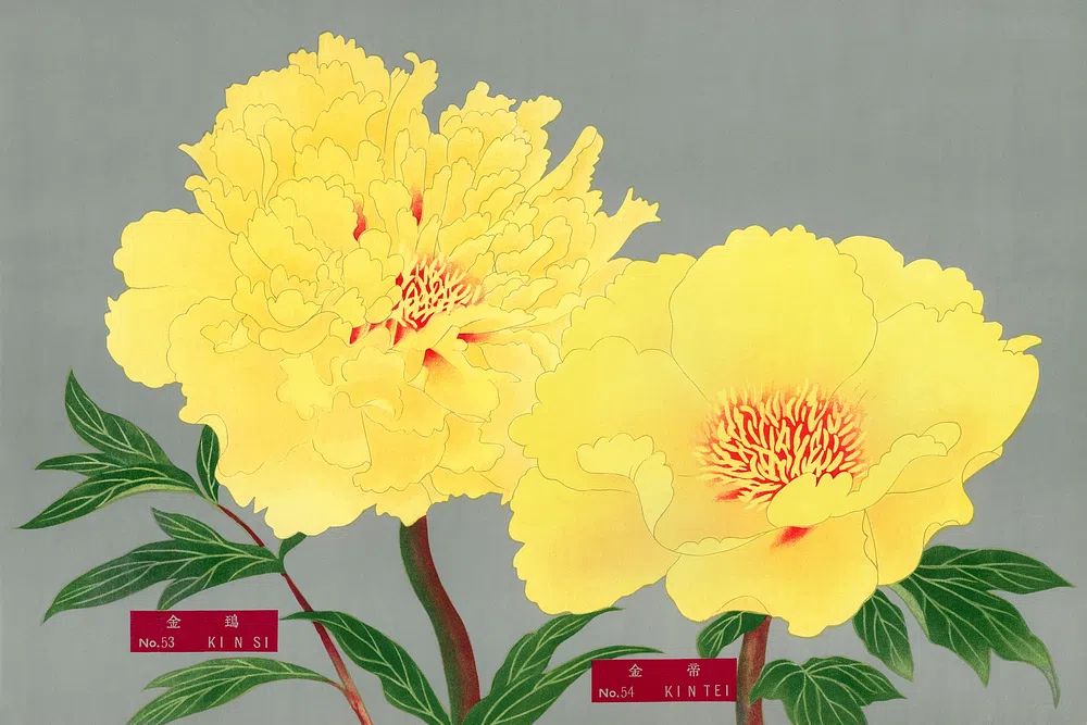 Yellow Peonies — Botanical Print. poster — botanical art