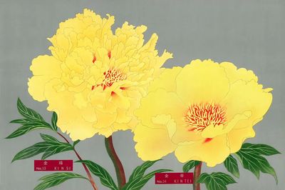 Yellow Peonies — Botanical Print. poster print