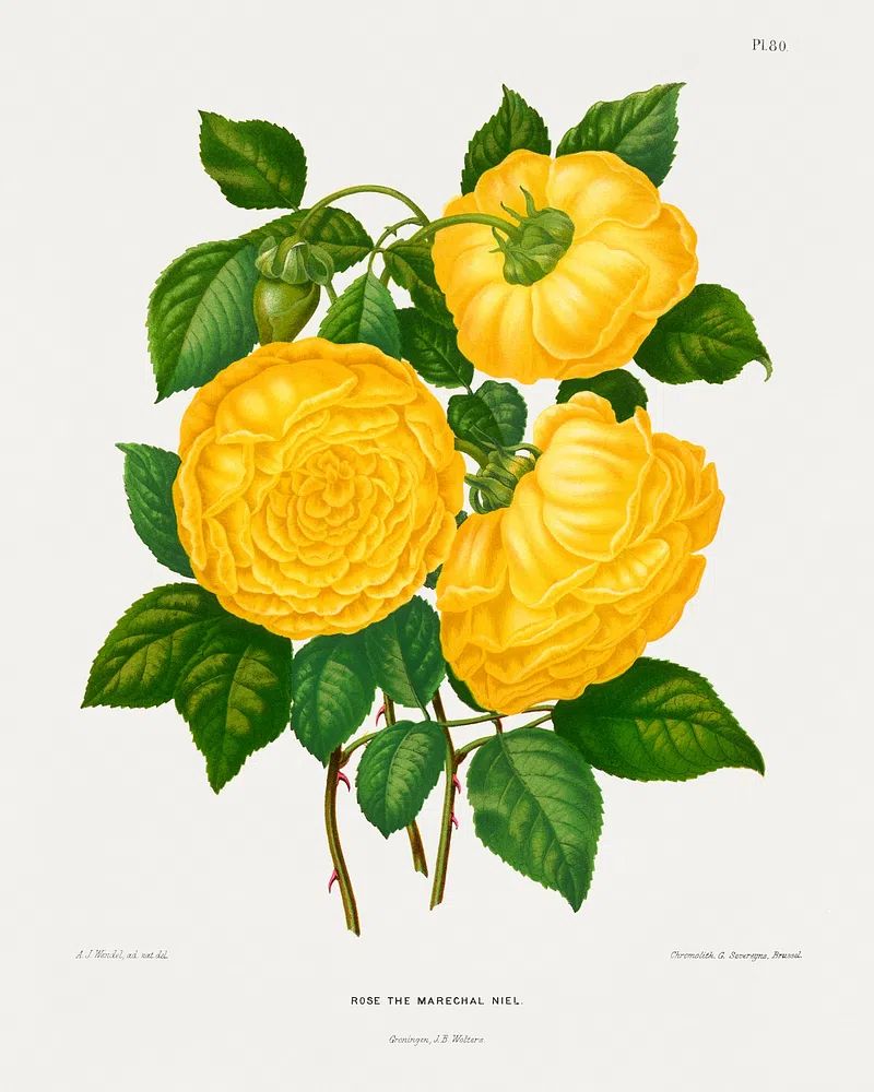 Rose the Marechal Niel — Botanical Print. poster detail