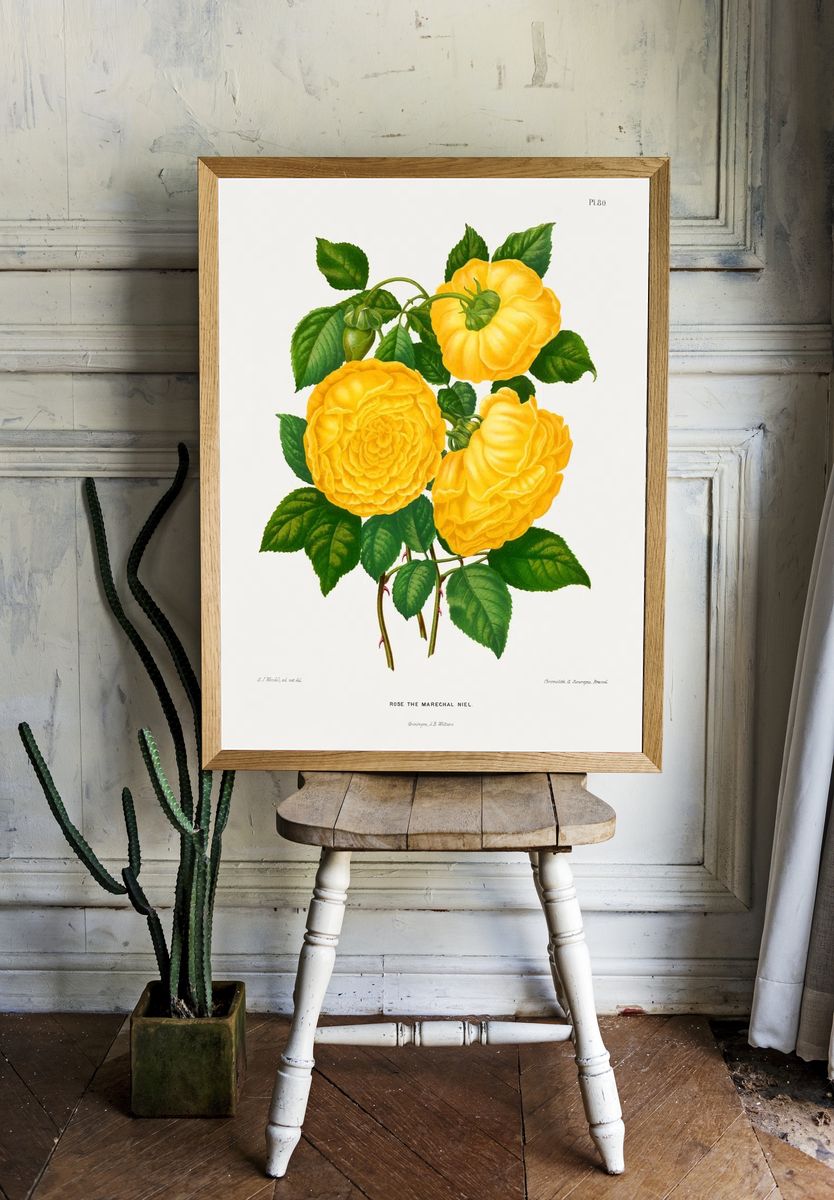 Rose the Marechal Niel — Botanical Print room preview