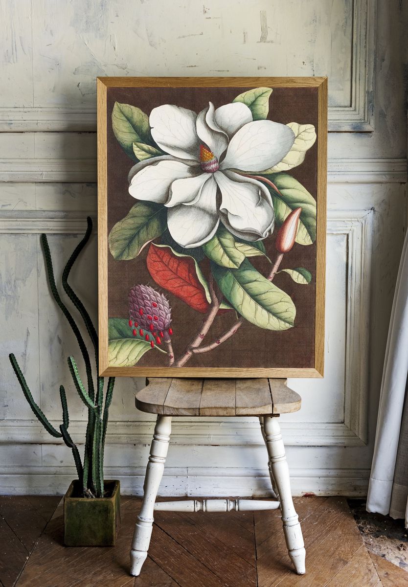 Magnolia Blossom — Botanical Print. room preview