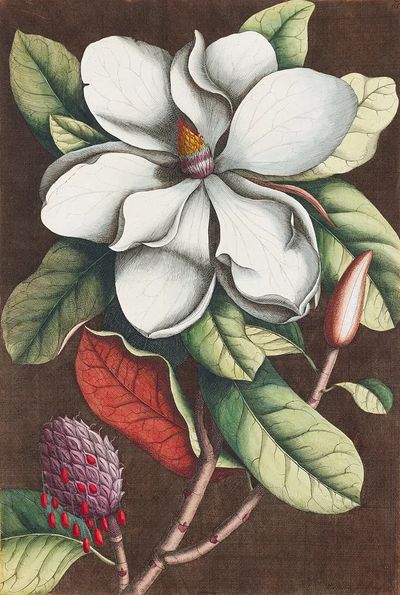 Magnolia Blossom — Botanical Print. poster print