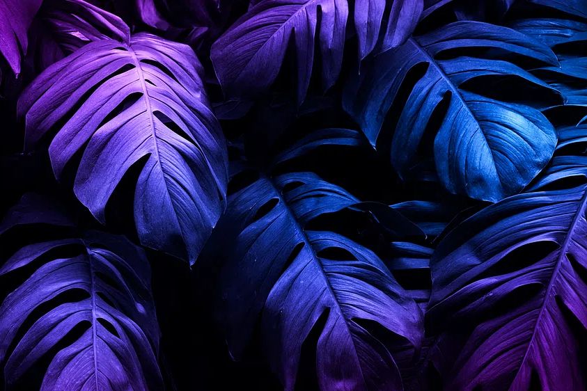Vibrant Monstera Leaves — Botanical Print. poster detail