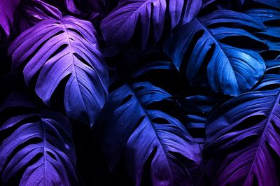 Vibrant Monstera Leaves