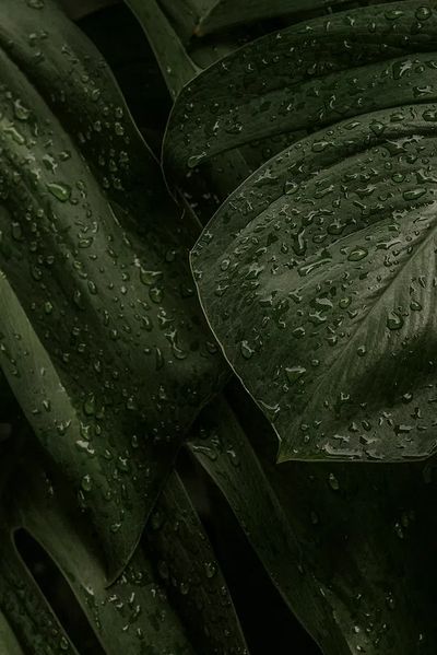 Rainy Green Leaves — Botanical Print. poster print
