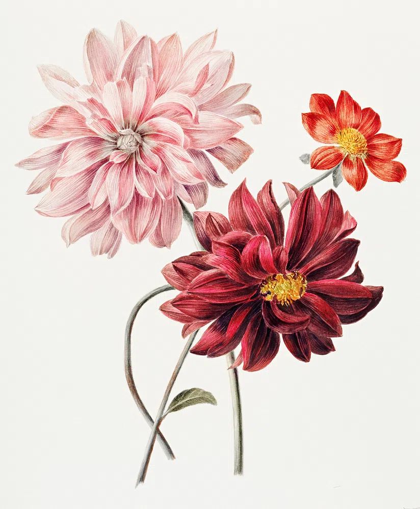 Floral Bouquet — Botanical Print. poster — botanical art