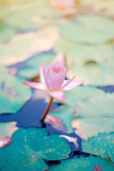 Pink Water Lily — Botanical Print. poster